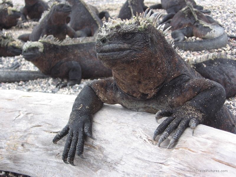 marine iguana iguanas claw claws reptile